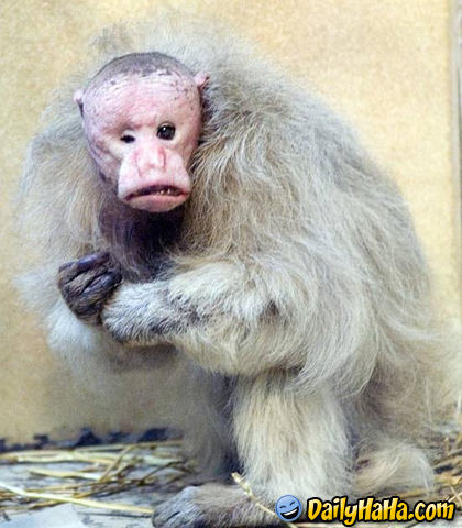 This is by far the ugliest monkey I've ever seen!