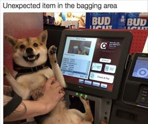unexpected item in the bagging area
