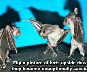Upside Down Bats funny picture