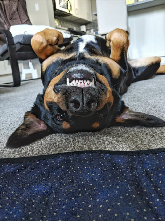 upside down cute dog