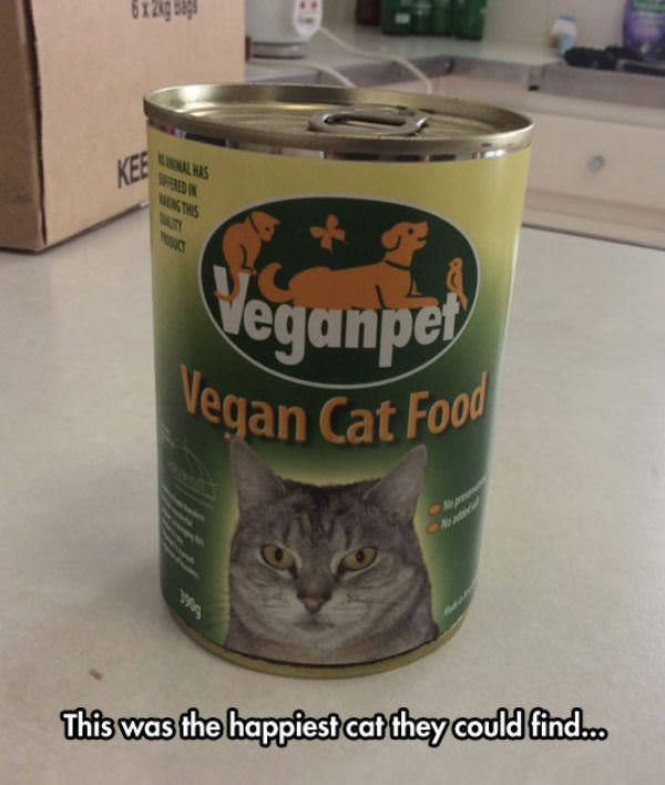 vegan cat food funny picture
