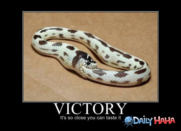 Victory funny picture