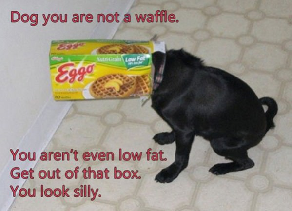 Waffle Dog funny picture