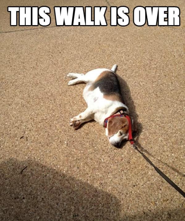 Walk Is Over funny picture