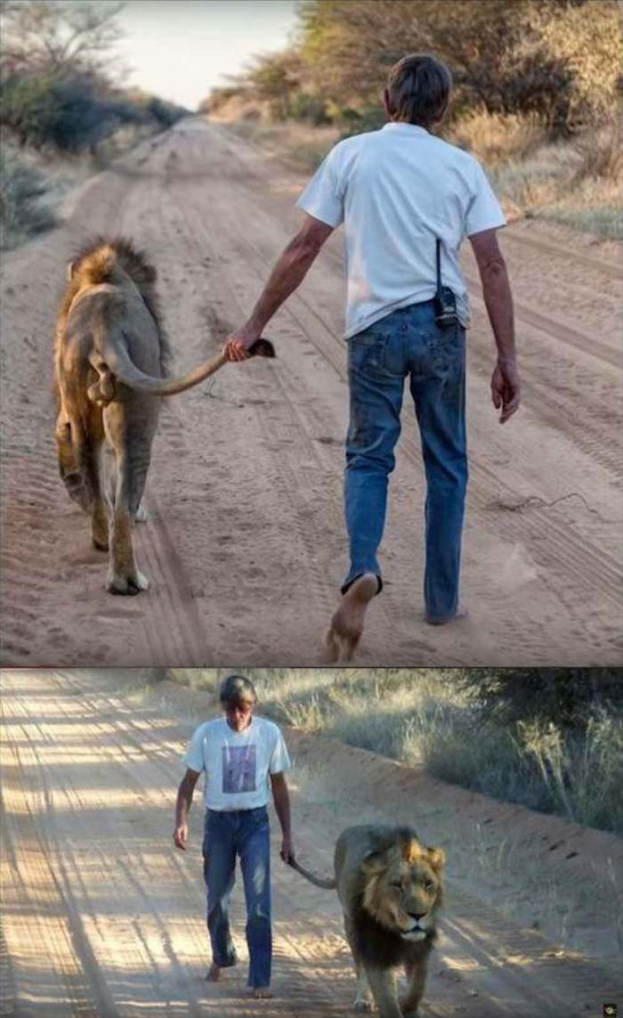 walking his lion