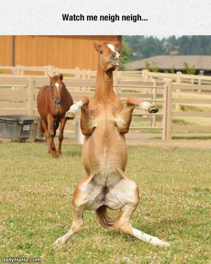 watch me neigh neigh funny picture