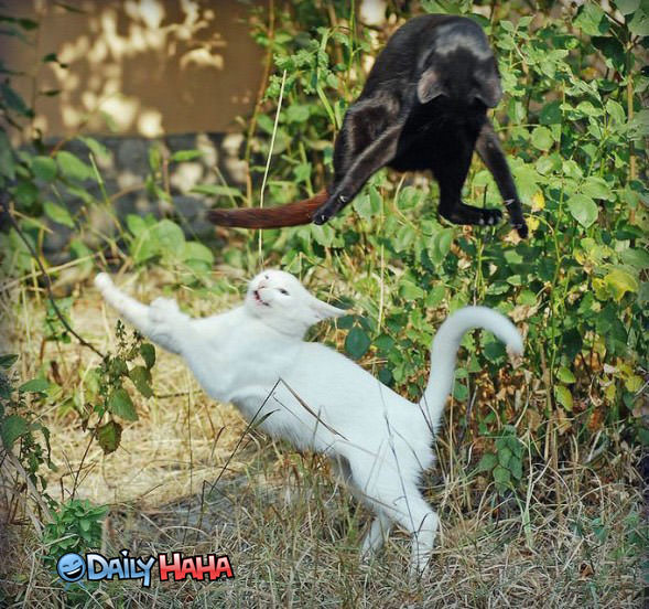 weird cat fight funny pictures cat fight 589x552