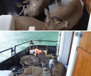 went fishing caught deer funny picture
