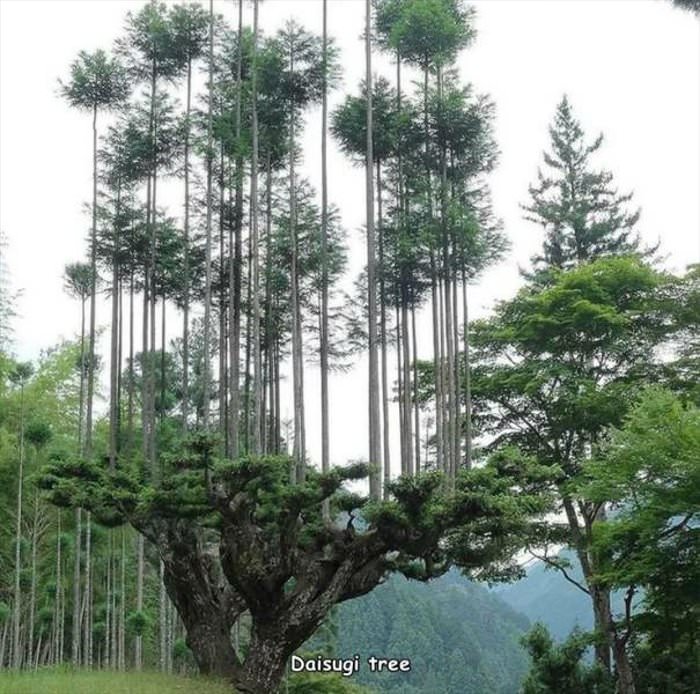what a cool tree
