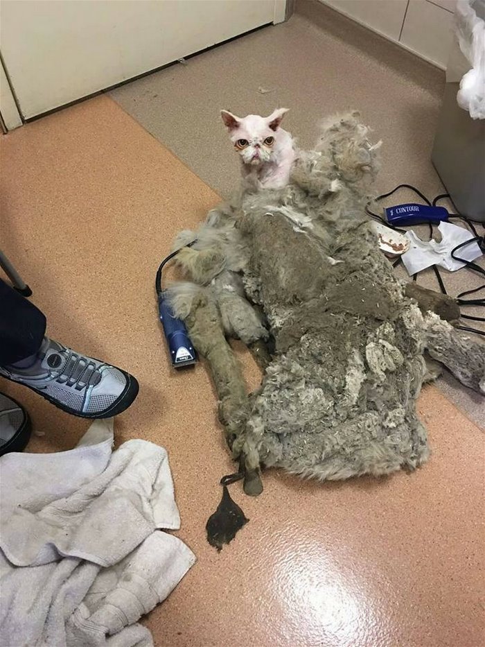 What Did You Do funny picture
