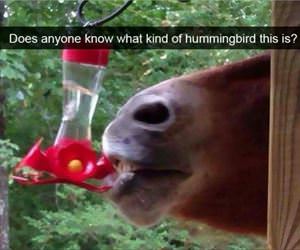 what kind of hummingbird is this
