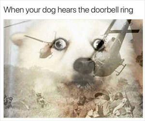 what the dog hears