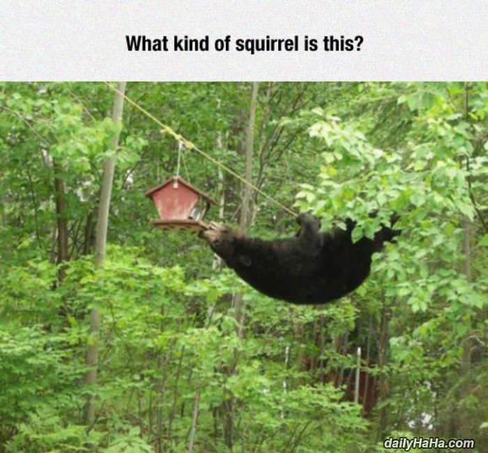 what kind of squirrel is this funny picture