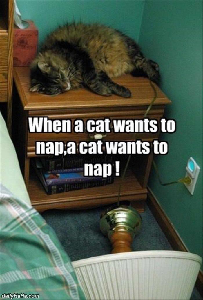 when a cat wants to nap funny picture