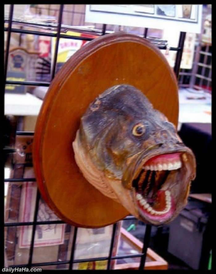 where do i get this fish funny picture