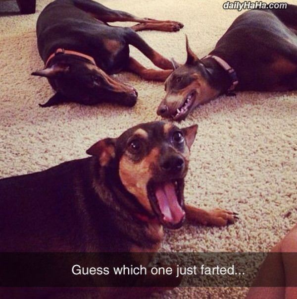 who just farted funny picture