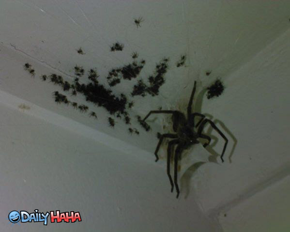 Huge Ugly Spiders Picture