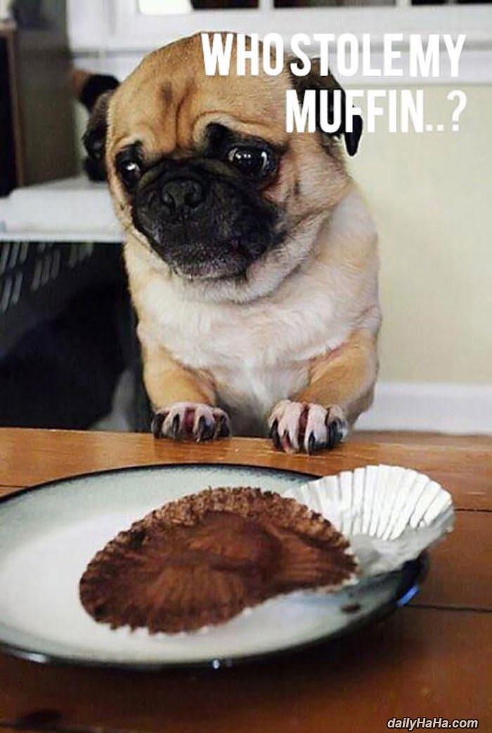 who stole my muffins funny picture