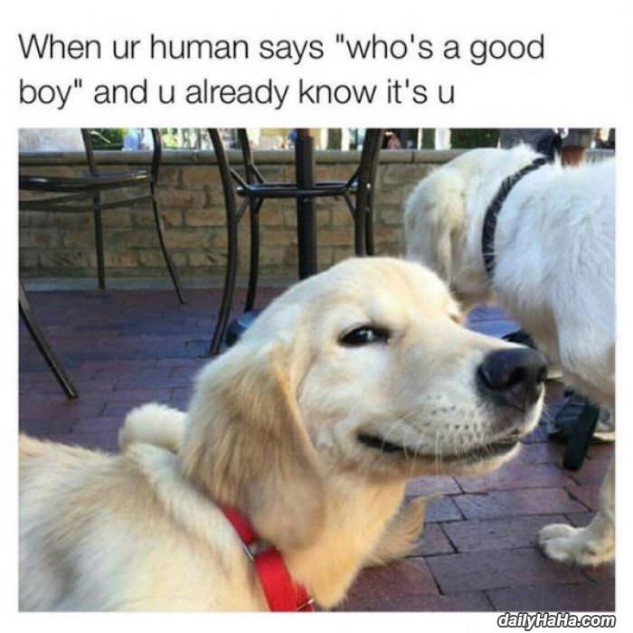 whos a good boy funny picture