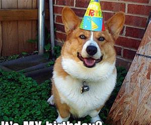 whos birthday funny picture