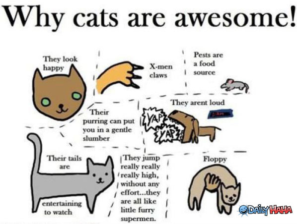 Cats Are Awesome funny picture