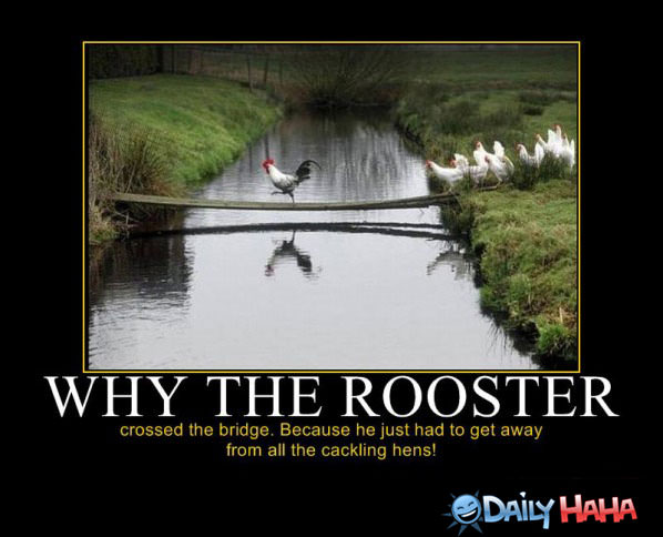 why-the-rooster.jpg