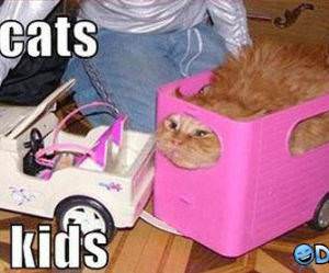 Why cats Hate Kids