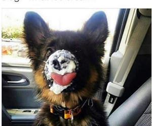 why did you eat my ice cream funny picture
