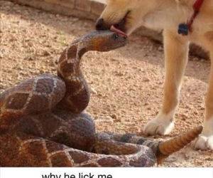 why he lick me funny picture