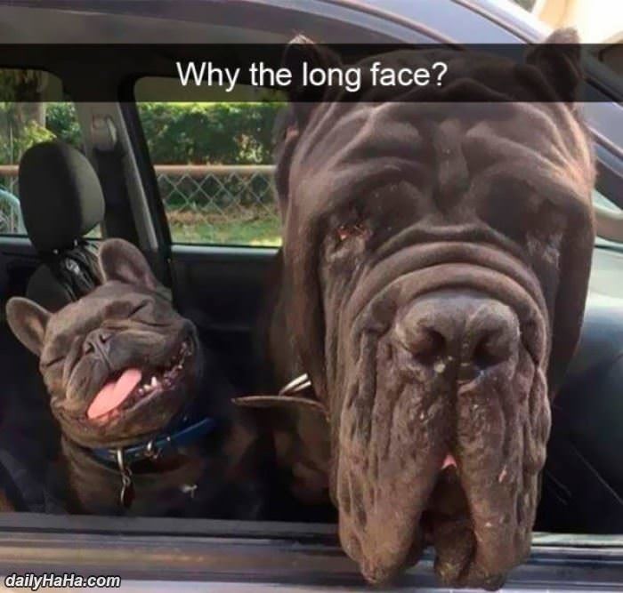 why the long face funny picture