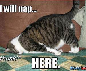 Napping Here funny picture