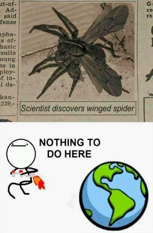 winged spider funny picture