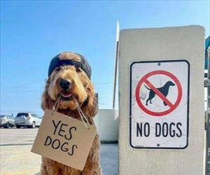 yes dogs actually