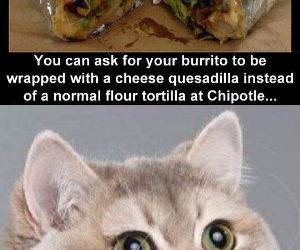 your burrito funny picture