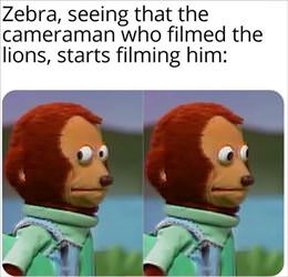 zebra sees him