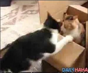 Cats and a Box Funny Video