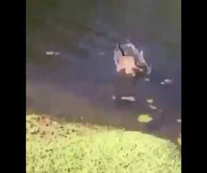 Cat jumps into lake after guy sneezes Funny Video