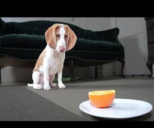 Cute Puppy vs Orange Funny Video