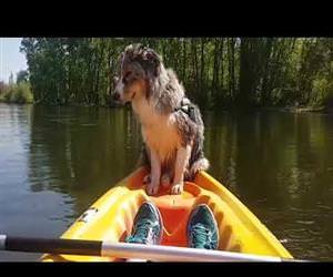 Dog Falls Asleep While Standing on Kayak Funny Video