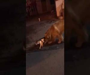 Dog doesnt let a fight break out between 2 cats Funny Video