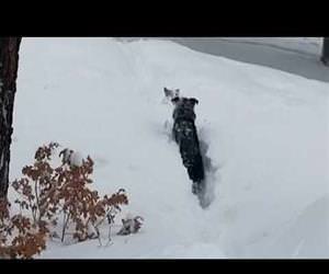 Dog needs a little help after massive dumping of snow Funny Video