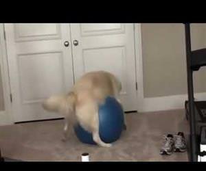 Doggo Gets Stuck On Exercise Ball Funny Video