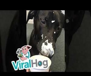 Doggy Devours Drink Funny Video