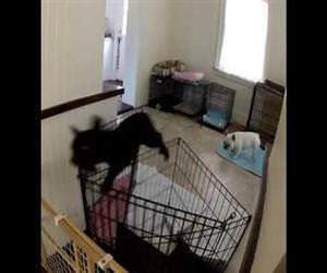 Funny and Cute French Bulldog Escapes From Kitchen Funny Video