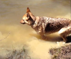 German Shepherd hates going Funny Video