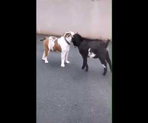 Goat vs dog Funny Video