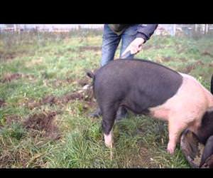 How to straighten a pigs tail Funny Video