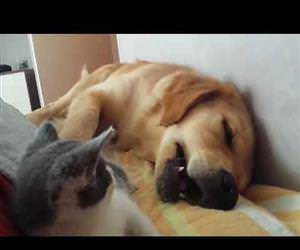 Kitten Playfully Bites Sleeping Dog Funny Video