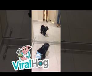 Mirror Makes Diapered Dog Mad Funny Video