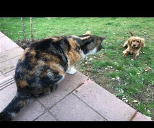 Our cats never let the neighbors dog enter our garden Funny Video